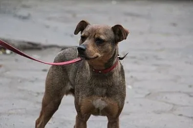 Pies do adopcji, Oborniki, 6 listopada 2021 (1/5)