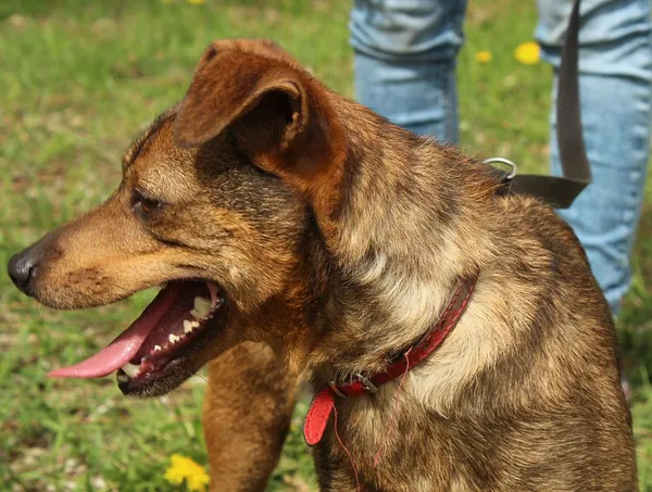 Pies do adopcji, Oborniki, 6 listopada 2021 (5/5)