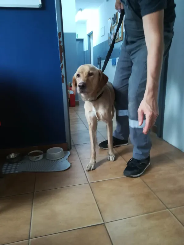 Znaleziono psa, Sosnowiec, 23 lipca 2023