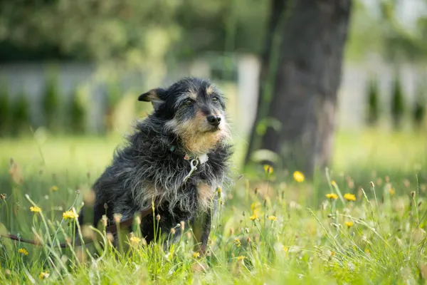 Pies do adopcji, Bełchatów, 21 kwietnia 2023 (1/5)