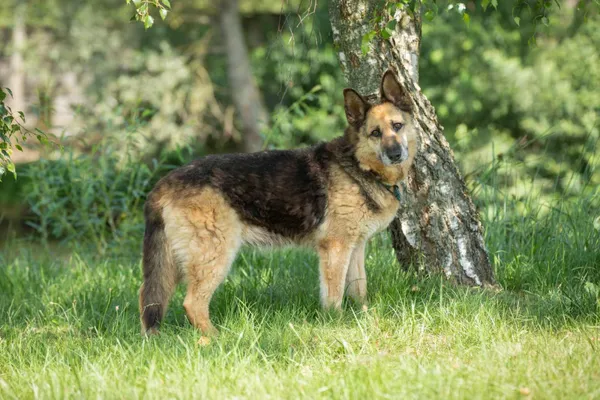 Pies do adopcji, Bełchatów, 31 marca 2020 (2/5)