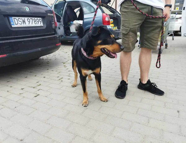 Znaleziono psa, Świdnica, 25 lipca 2023
