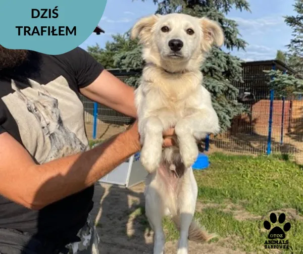 Znaleziono psa, Dąbrówka, 26 lipca 2023