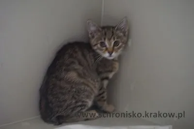 Kot do adopcji, Kraków, 22 lipca 2023