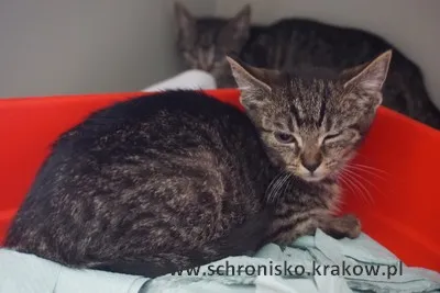 Kot do adopcji, Kraków, 22 lipca 2023