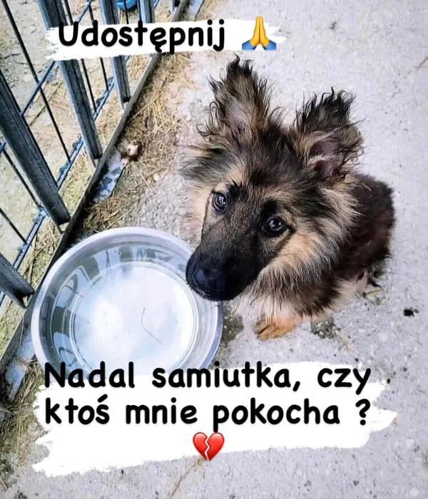 Pies do adopcji, Korabiewice, 27 lipca 2023 (3/4)