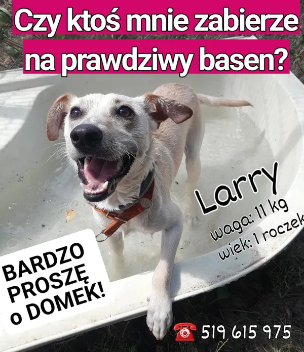 Pies do adopcji, Korabiewice, 27 lipca 2023 (2/4)