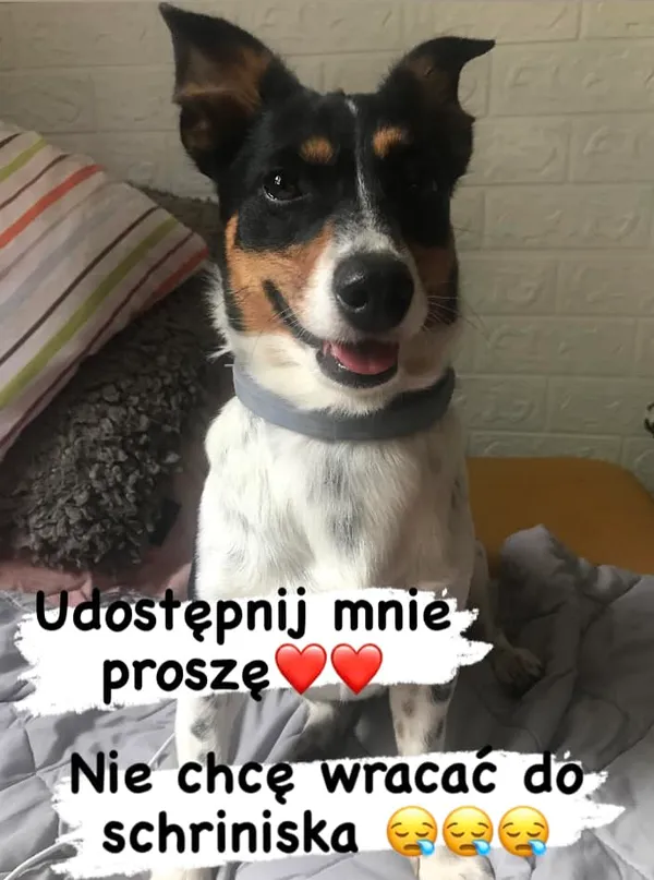 Pies do adopcji, Korabiewice, 27 lipca 2023 (1/5)