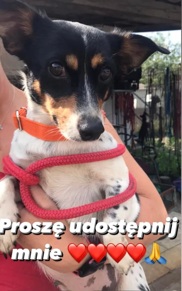 Pies do adopcji, Korabiewice, 27 lipca 2023 (2/5)