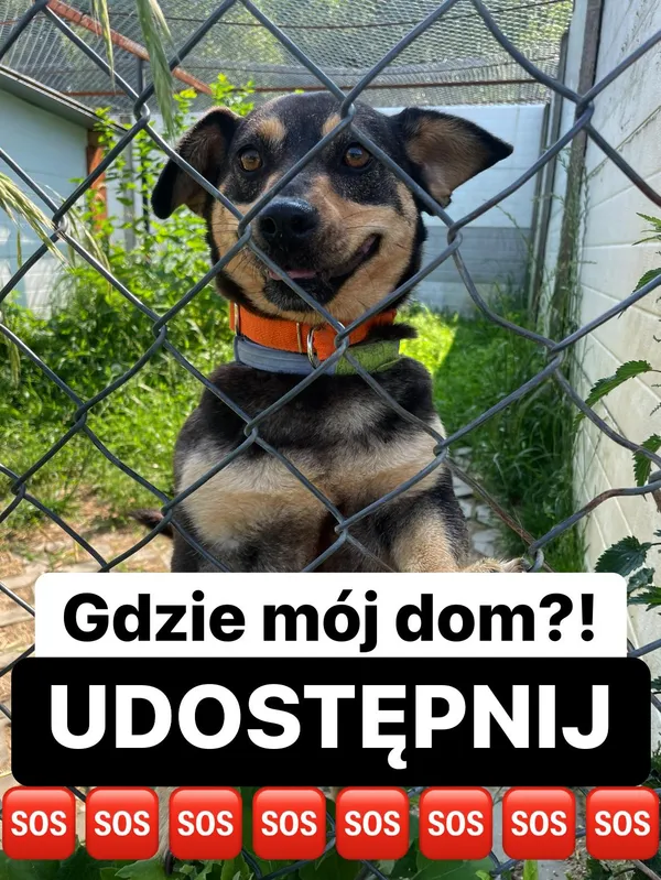 Pies do adopcji, Korabiewice, 27 lipca 2023 (2/3)