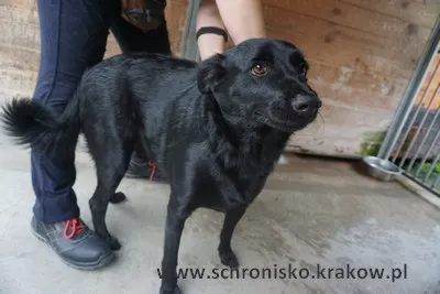 Pies do adopcji, Kraków, 16 lipca 2023