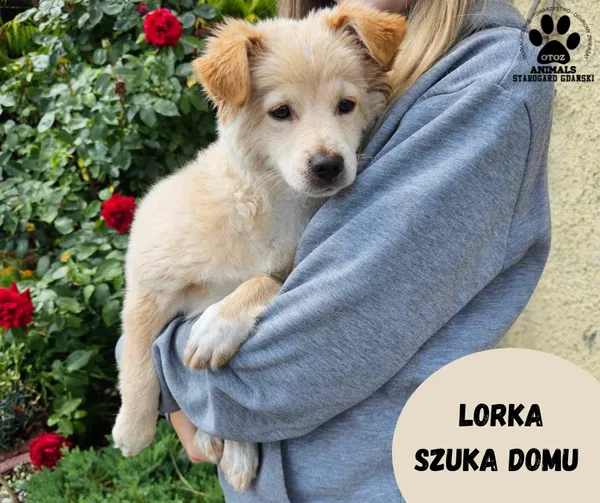 Pies do adopcji, Starogard Gdański, 1 sierpnia 2023