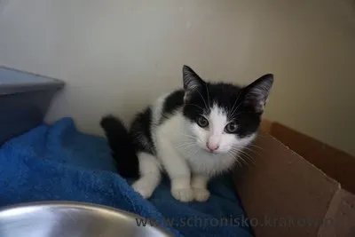 Kot do adopcji, Kraków, 20 lipca 2023