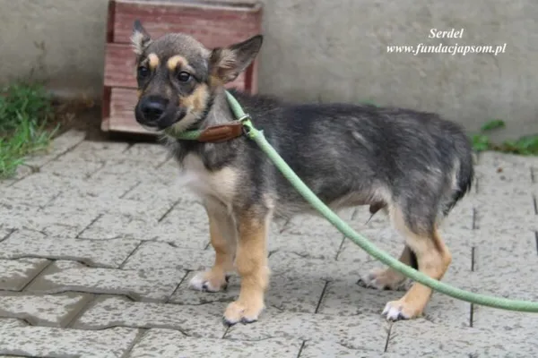 Pies do adopcji, Nowy Dwór Mazowiecki, 1 sierpnia 2023 (2/5)