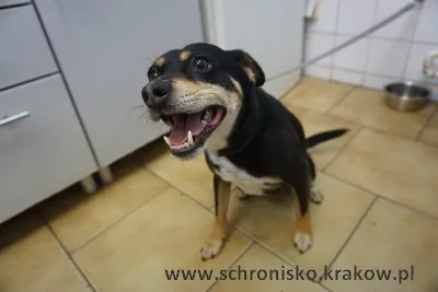 Pies do adopcji, Kraków, 19 lipca 2023