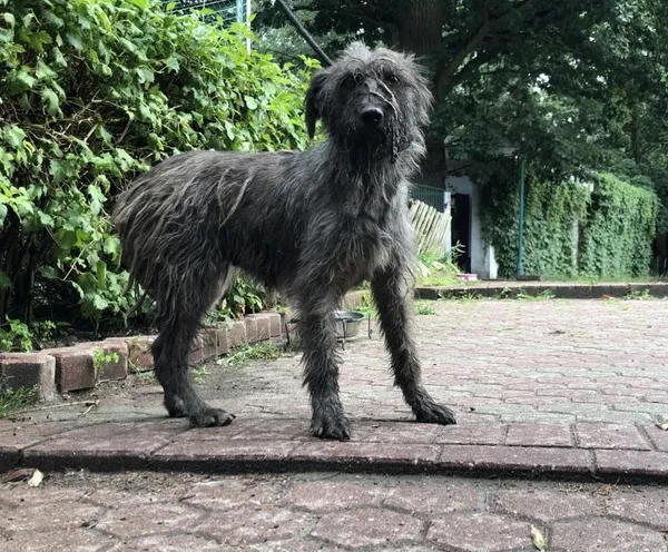 Znaleziono psa, Toruń, 28 lipca 2023