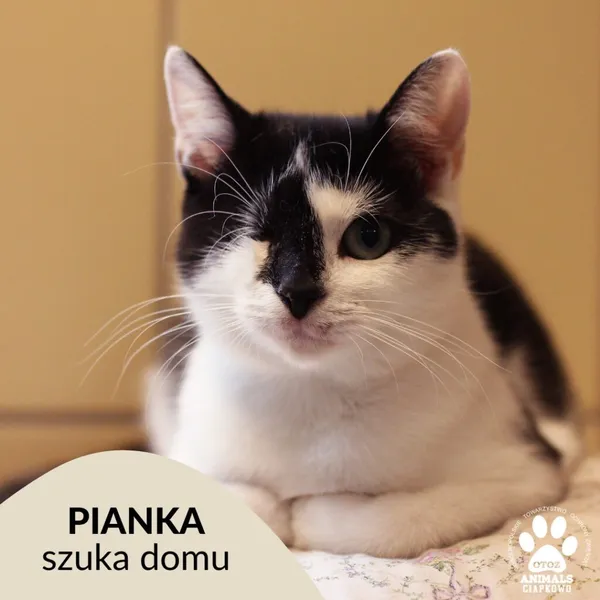 Kot do adopcji, Gdynia, 3 sierpnia 2023