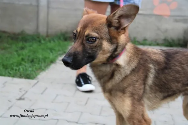 Pies do adopcji, Nowy Dwór Mazowiecki, 3 sierpnia 2023 (2/5)