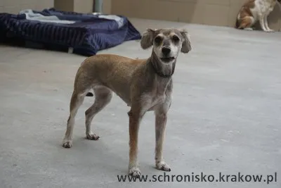 Pies do adopcji, Kraków, 20 lipca 2023