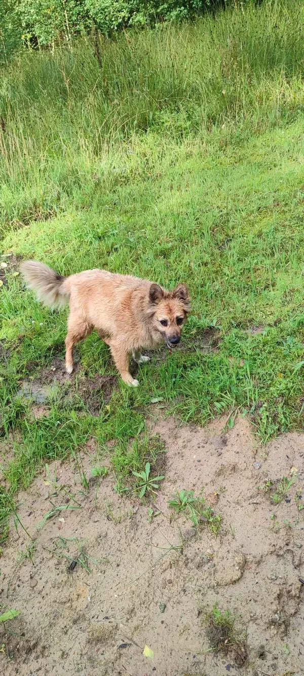 Znaleziono psa, Borzestowo, 4 sierpnia 2023 (2/2)