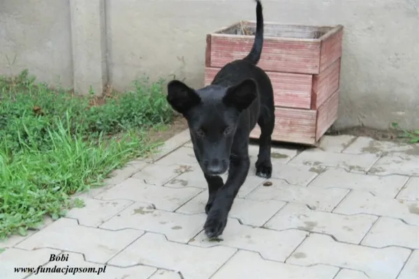 Pies do adopcji, Nowy Dwór Mazowiecki, 30 czerwca 2023 (2/4)