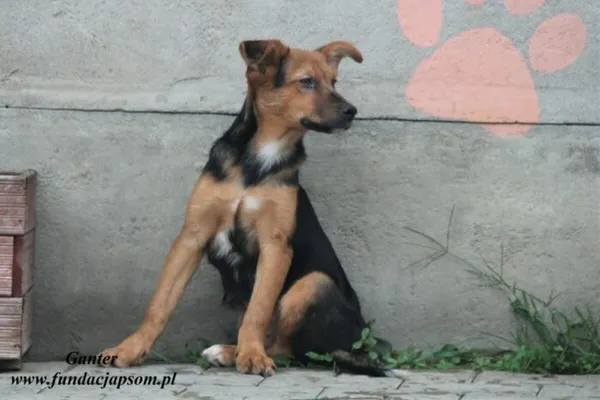 Pies do adopcji, Nowy Dwór Mazowiecki, 30 czerwca 2023 (1/5)