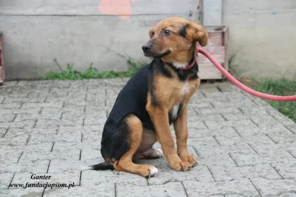 Pies do adopcji, Nowy Dwór Mazowiecki, 30 czerwca 2023 (2/5)