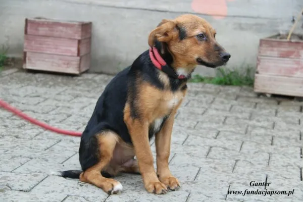 Pies do adopcji, Nowy Dwór Mazowiecki, 30 czerwca 2023 (4/5)