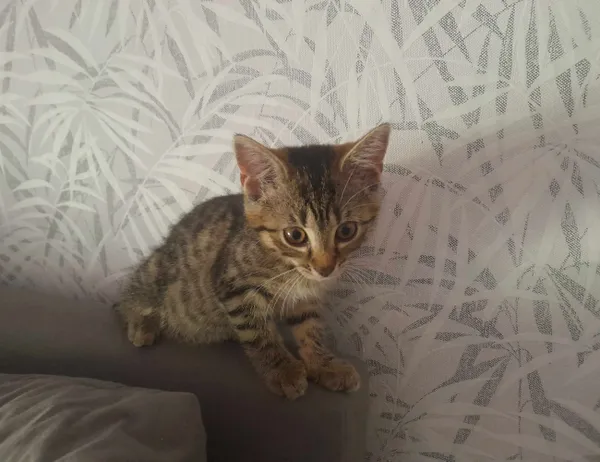 Kot do adopcji, Świdnica, 5 czerwca 2023