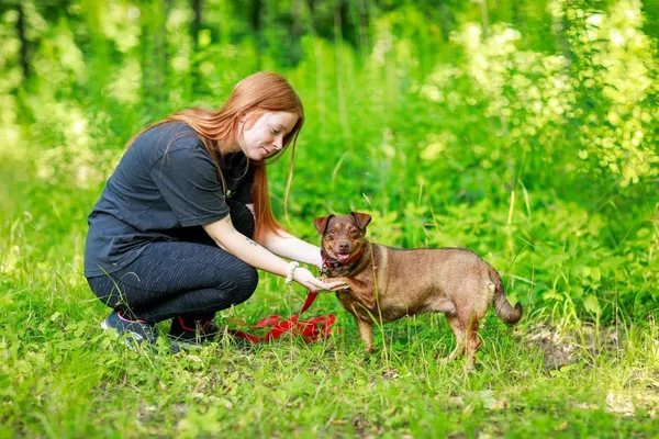 Pies do adopcji, Elbląg, 2 sierpnia 2023 (4/5)