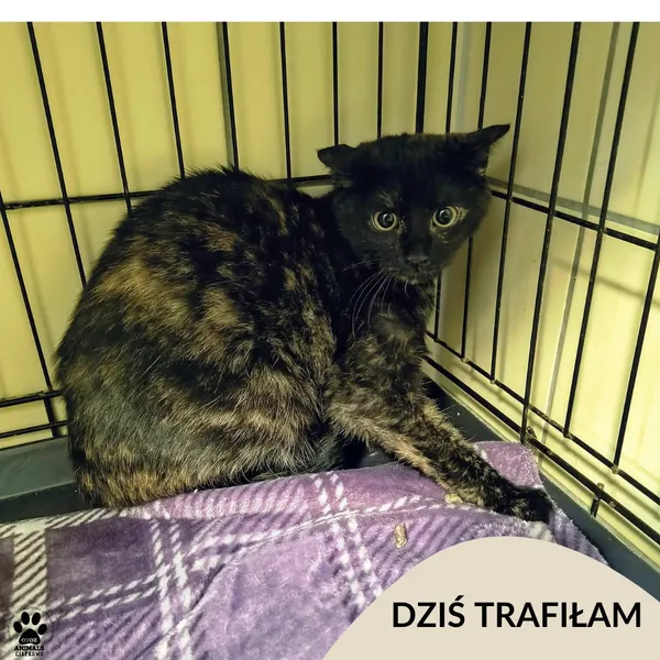 Znaleziono kota, Gdynia, 31 grudnia 2025