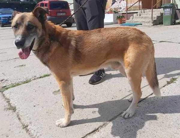 Znaleziono psa, Pieckowo, 4 sierpnia 2023 (1/2)