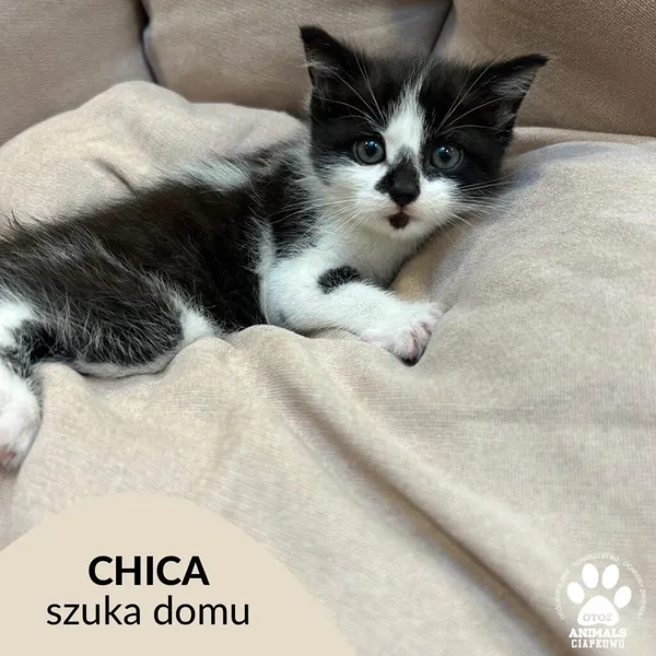 Kot do adopcji, Gdynia, 5 sierpnia 2023