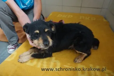 Pies do adopcji, Kraków, 22 lipca 2023
