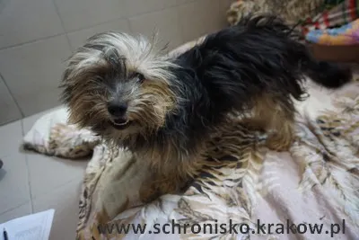 Pies do adopcji, Kraków, 23 lipca 2023