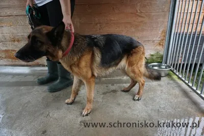 Pies do adopcji, Kraków, 22 lipca 2023