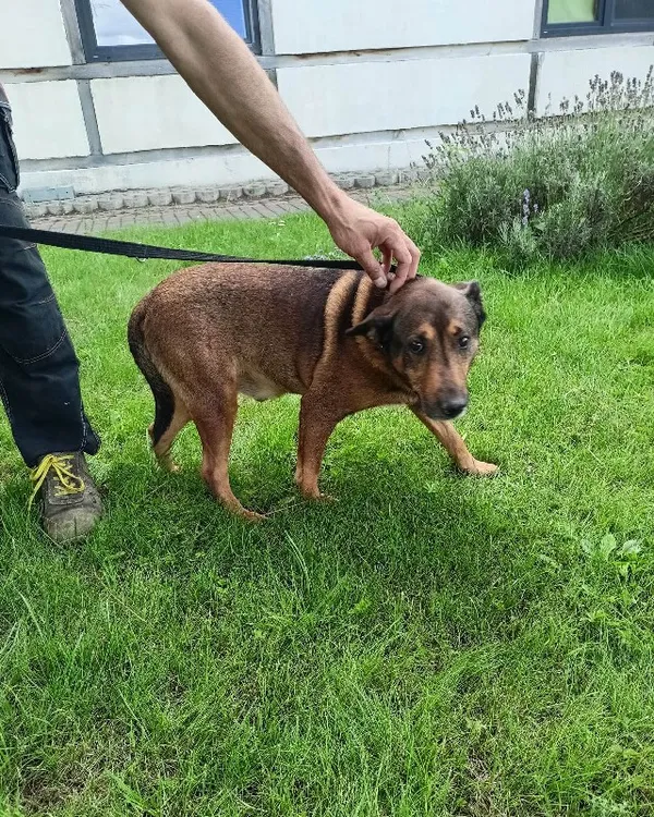 Pies do adopcji, Młodolino, 2 sierpnia 2023