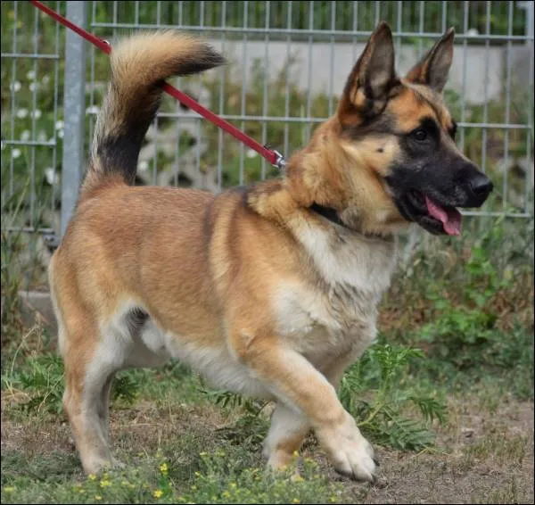 Znaleziono psa, Grudziądz, 16 maja 2023