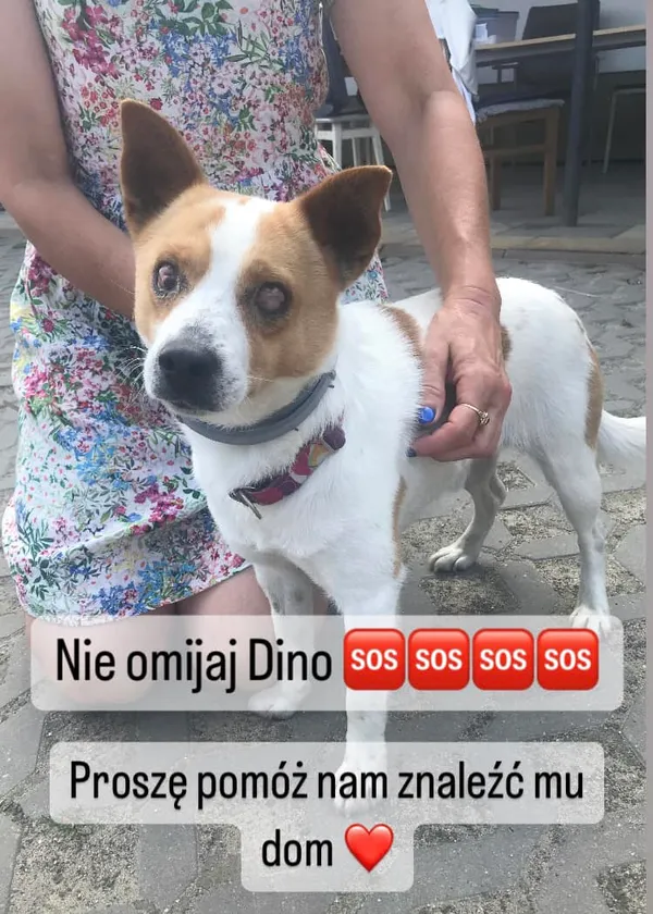 Pies do adopcji, Korabiewice, 8 sierpnia 2023 (1/3)