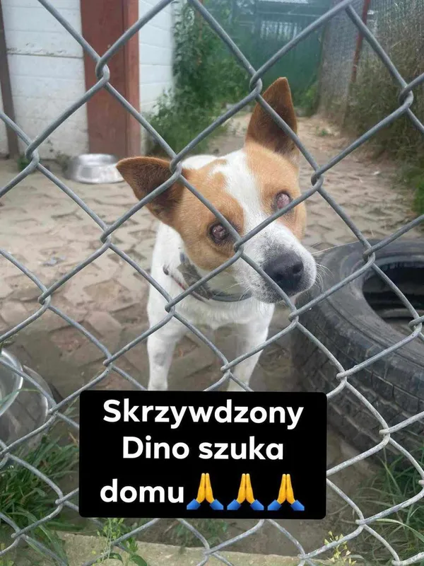 Pies do adopcji, Korabiewice, 8 sierpnia 2023 (3/3)