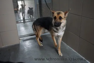 Pies do adopcji, Kraków, 25 lipca 2023