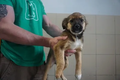 Pies do adopcji, Kraków, 7 sierpnia 2023