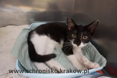 Kot do adopcji, Kraków, 25 lipca 2023