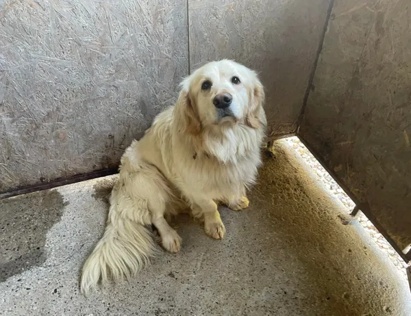 Znaleziono psa, Świdnica, 9 sierpnia 2023