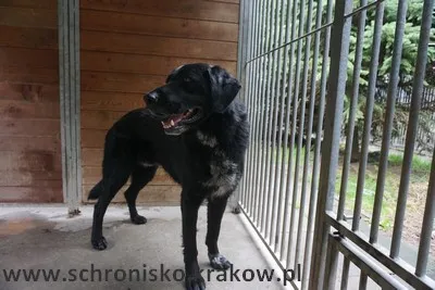 Pies do adopcji, województwo małopolskie, 27 lipca 2023
