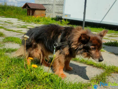 Znaleziono psa, Racławice, 9 sierpnia 2023 (2/5)