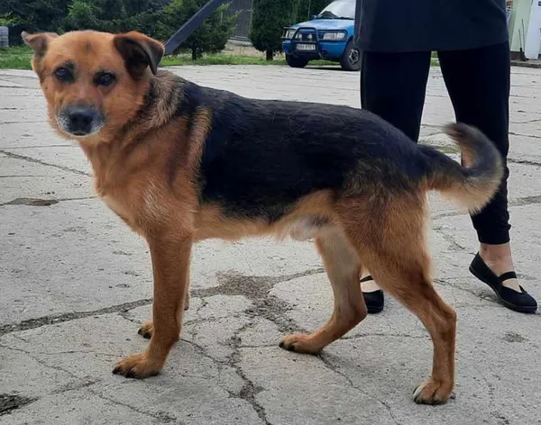 Znaleziono psa, Pieckowo, 8 sierpnia 2023 (1/2)