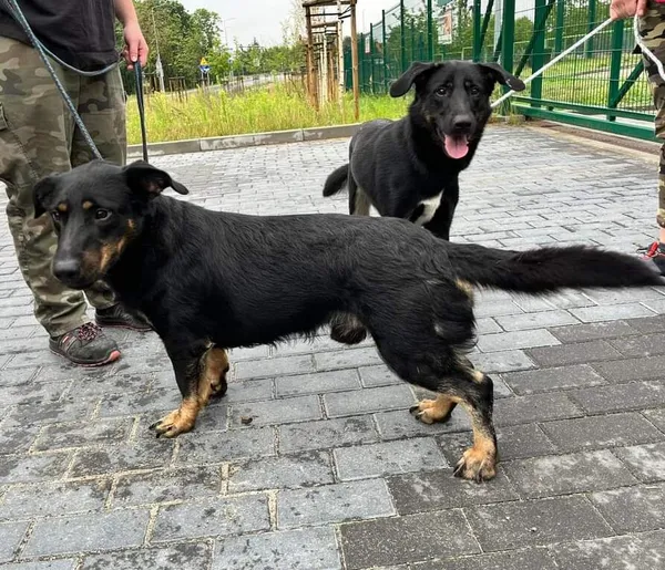 Znaleziono psa, Bydgoszcz, 30 lipca 2023
