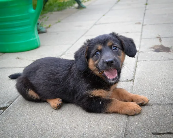 Pies do adopcji, Rzeszów, 11 sierpnia 2023