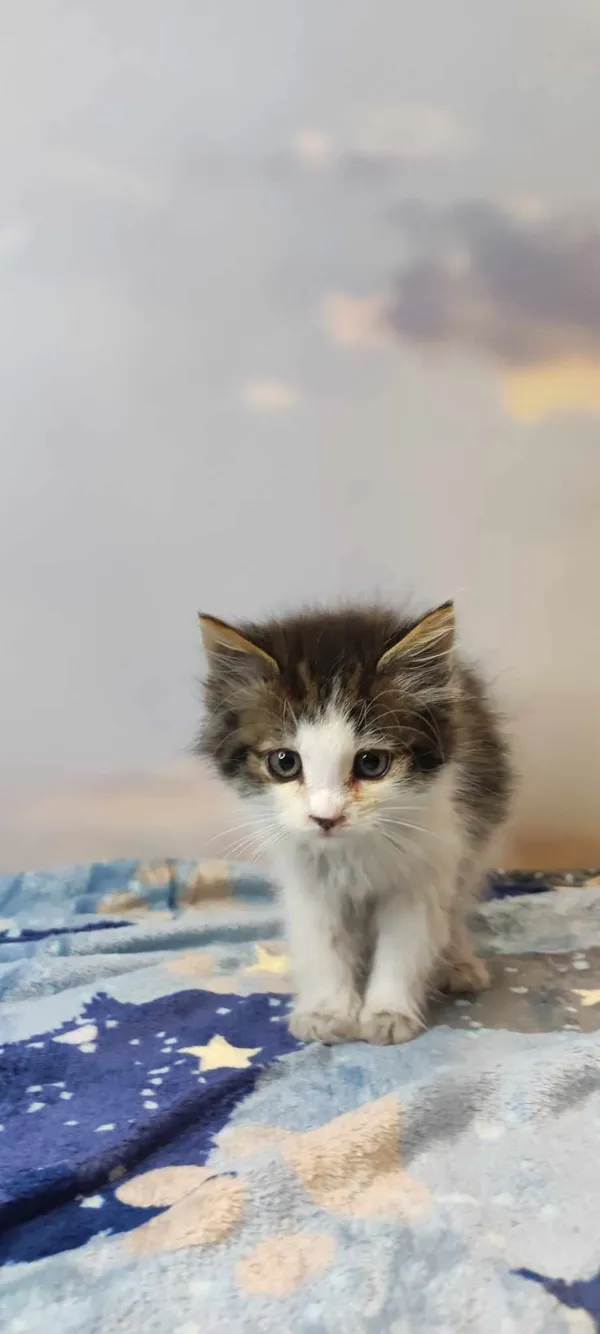 Kot do adopcji, Kielce, 11 sierpnia 2023